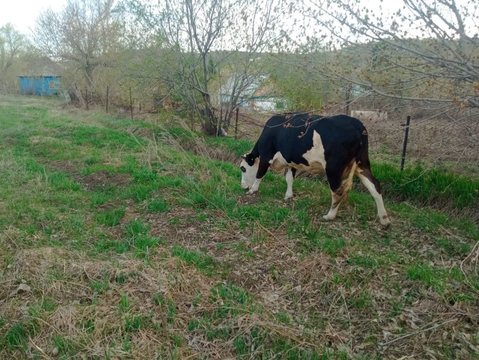 Продам корову ,,