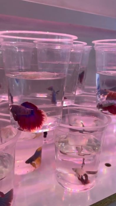 Triton va qurbaqalar yena pitishoklar arzondan