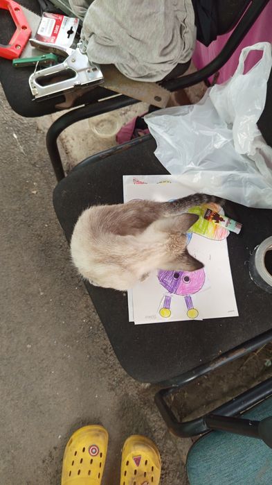 Отдам котёнка бесплатно, девочка