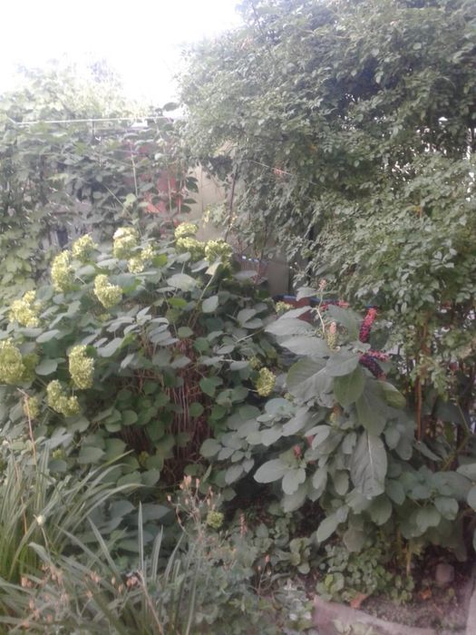 Продажа дачного участка