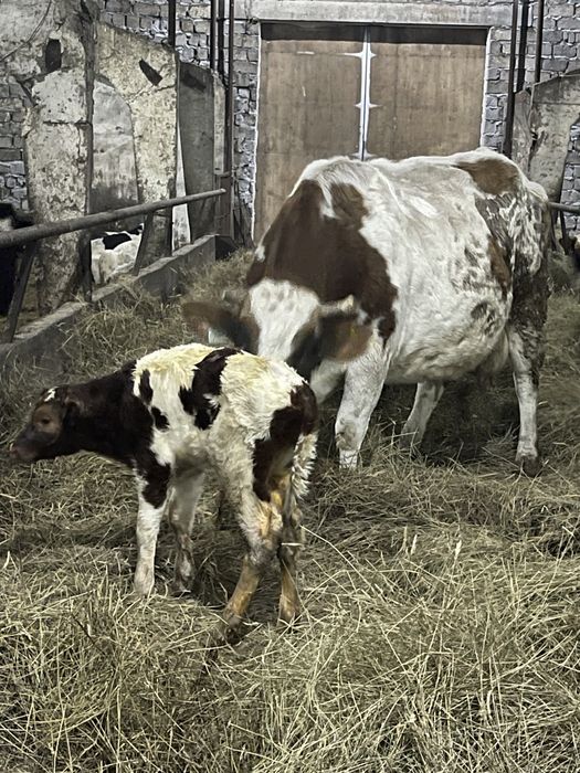 Сементал бузаулар сатылады 2 бас. Еркек