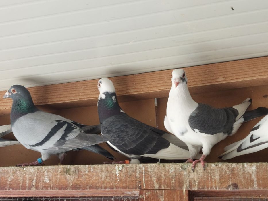 Porumbei  voiajori  pestriți și pagi