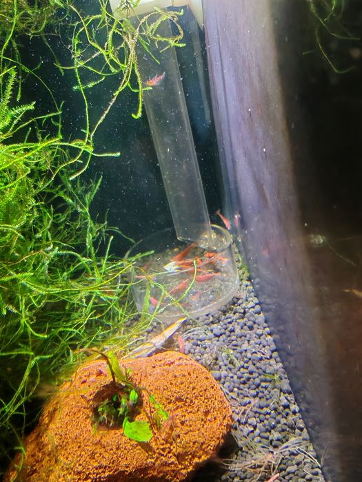 Растения за аквариум и скариди, охлюви хелена