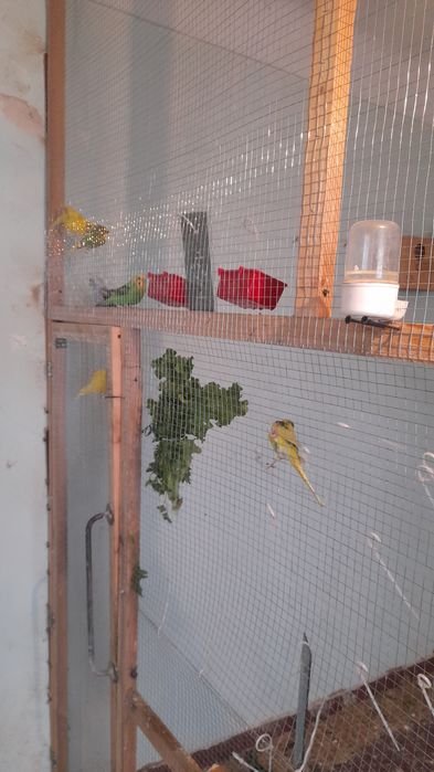 Кушлар Соглом тутикуш