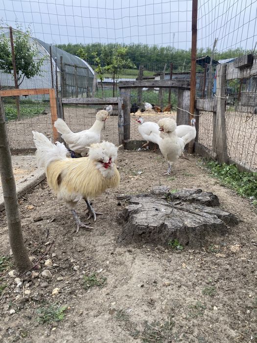 Vand sau schimb familie de gaini Paduana