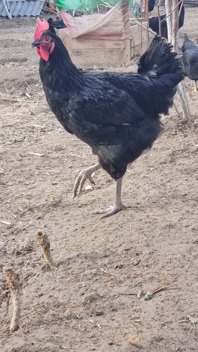 Кора шахзода Джерси гигант