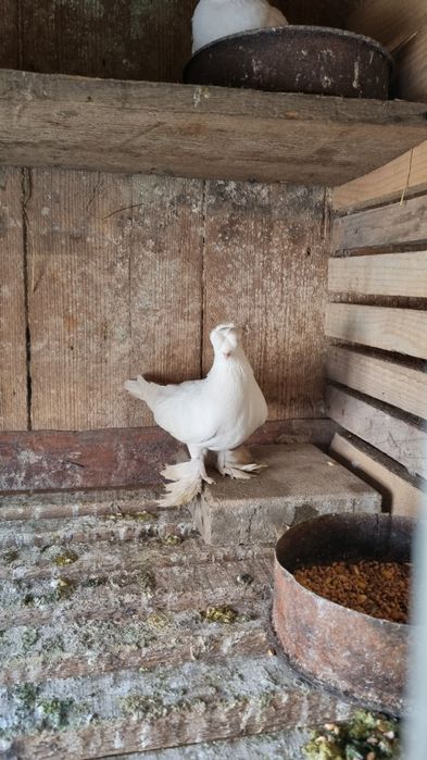 Vând pereche jucători