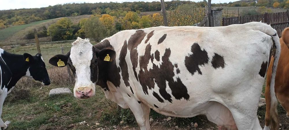 Vand vaca de 12 ani, a fata de sapte luni