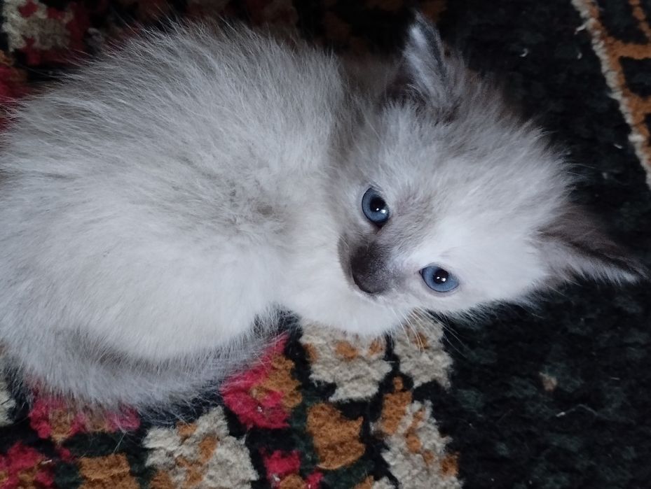 продаются сиямские котята