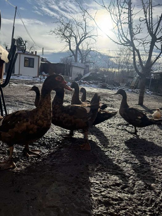 Домашни патици и зеленоглави