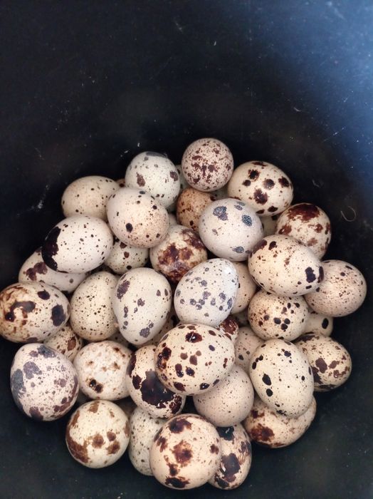 Бедана тухумлари. Перепелиные яйцо