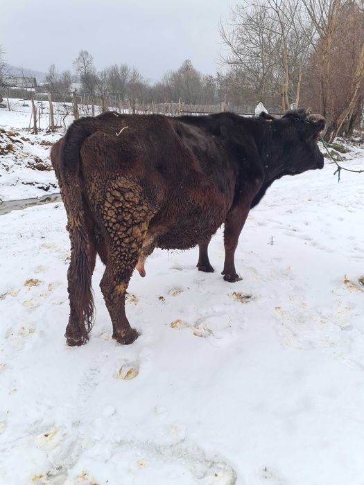 Vand vaca pentru abator