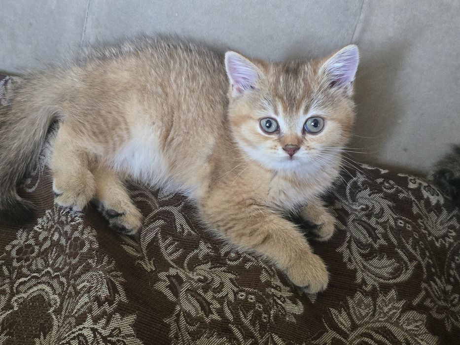 Шикарный котенок в семью Скотиш Страй