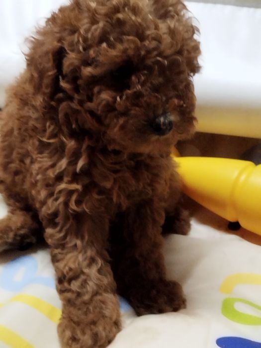 Той пудел родословен