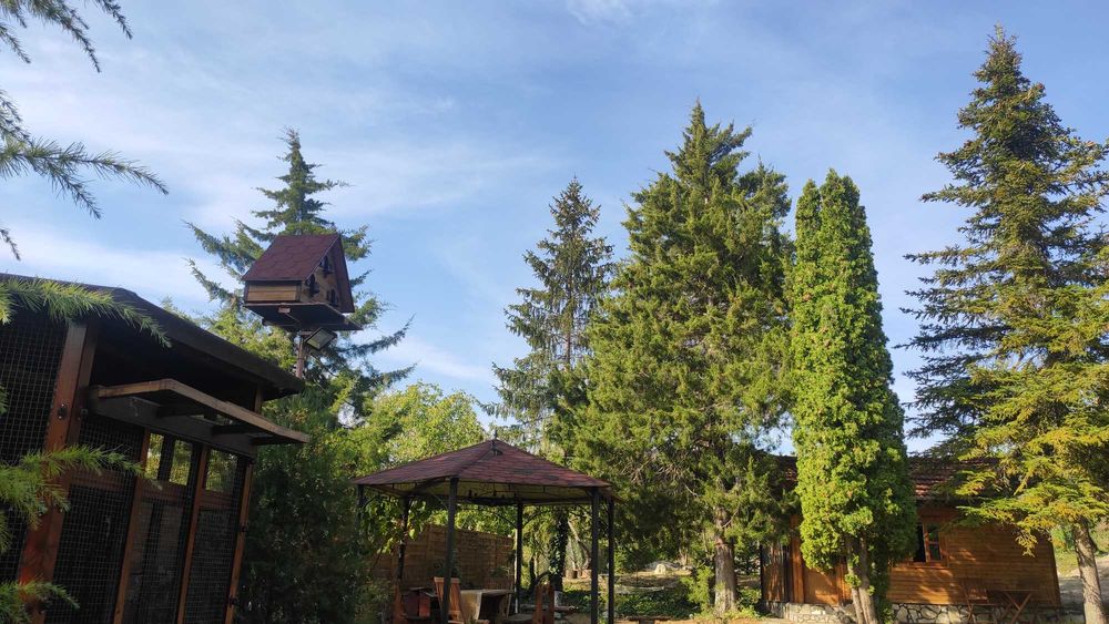 Къща за гълъби, птици