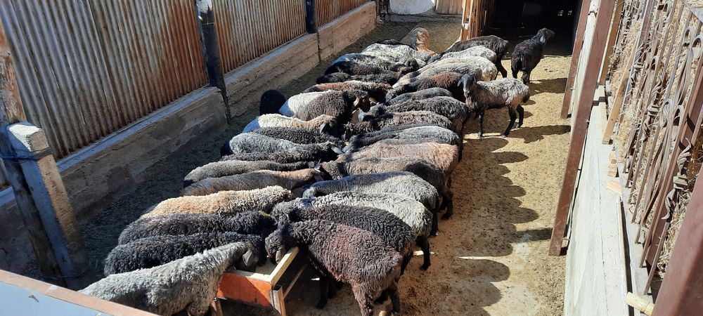 май семиз кой токты тусак кошкар