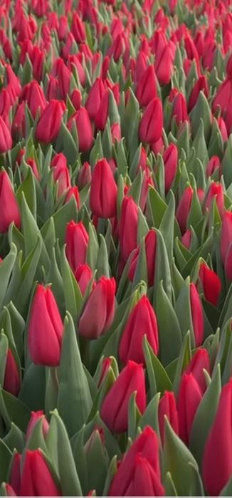 Тюльпаны оптом алматы