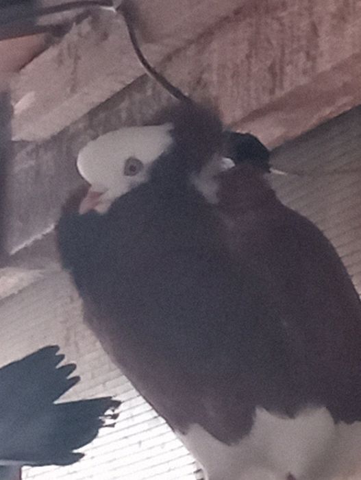 Vând porumbei Capucini