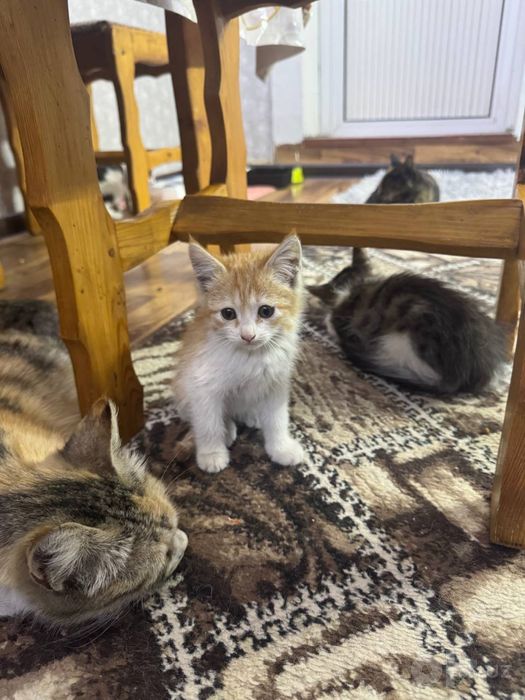 Ищем Семьи Котятма