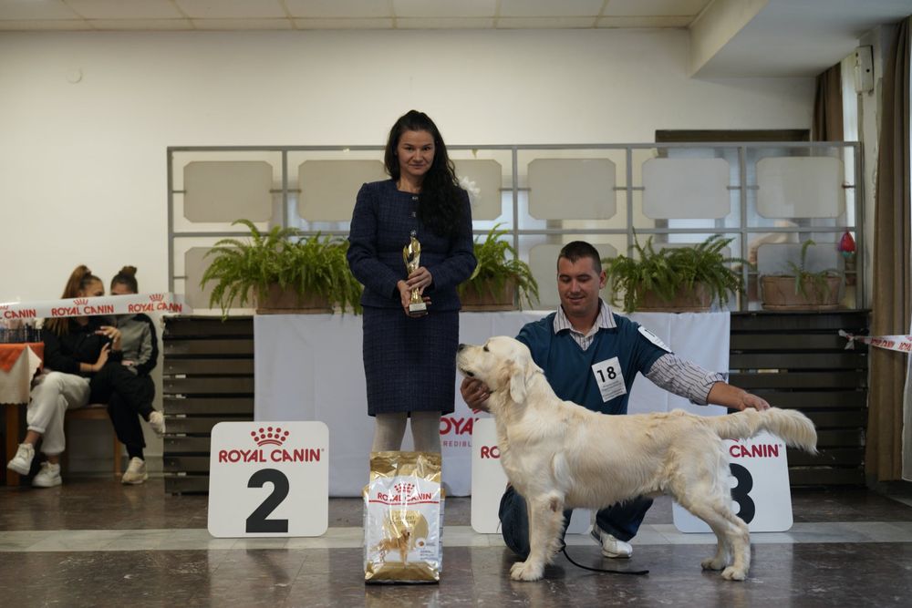 Голдън Ретривър ***FCI***