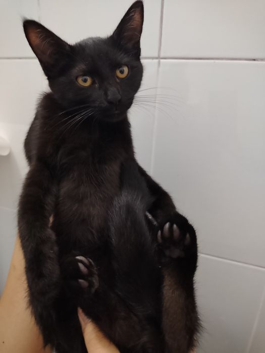 Отдаем котят в хорошие, добрые руки даром!
