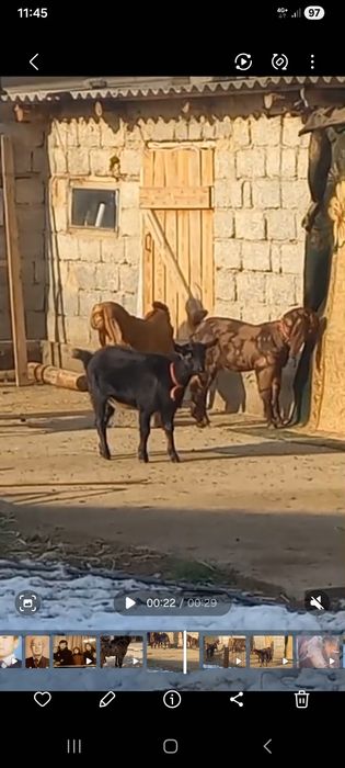 Альпи шыбыш сатылады