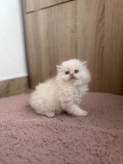 Британски котенца