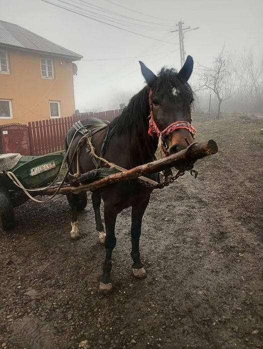 Vând iapa cu  varsta de 7 ani
