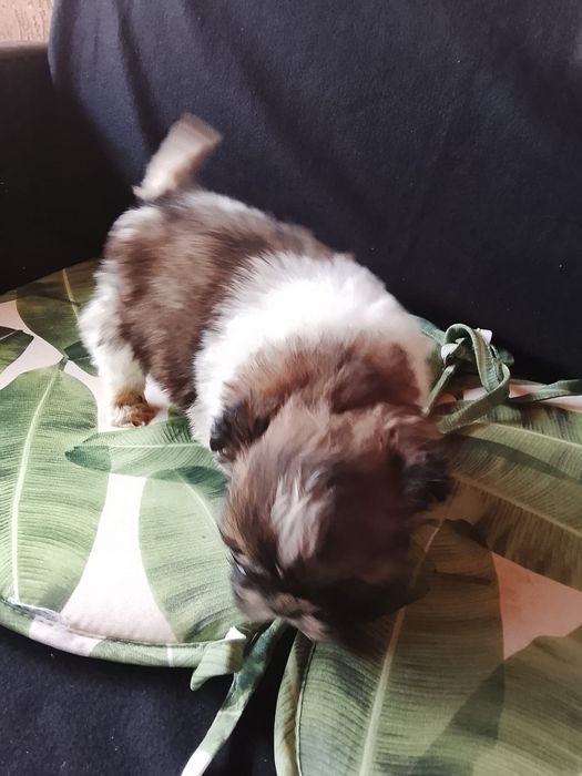 Vând pui shih tzu