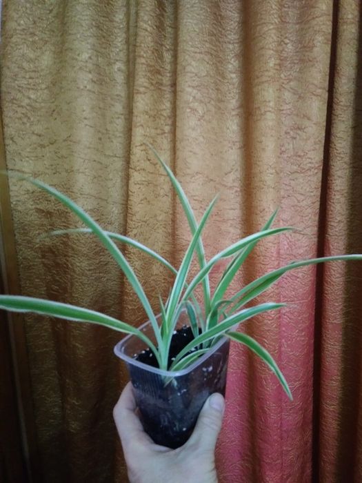 Хлорофитум вариегатный. Продам