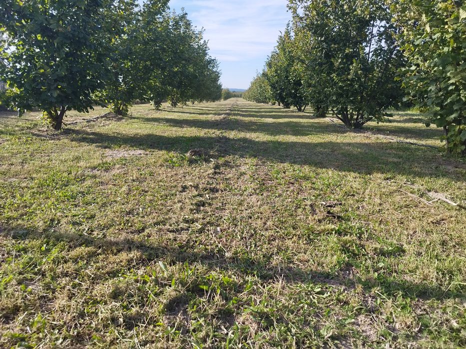 Vând alune de pădure