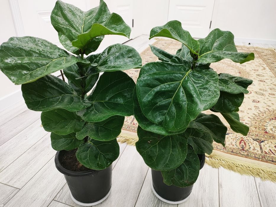 Красивые растения, доставка