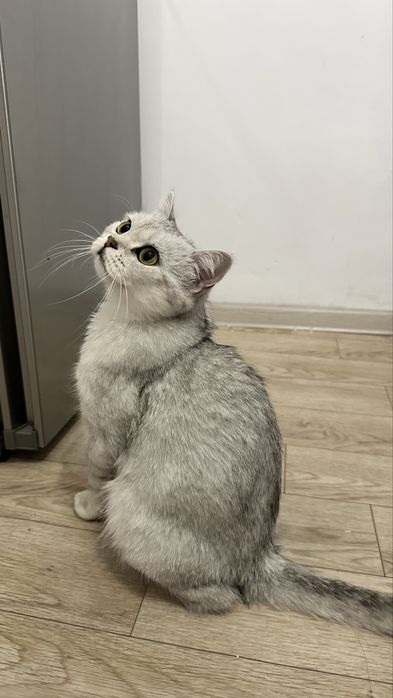 Отдам кошку в добрые руки