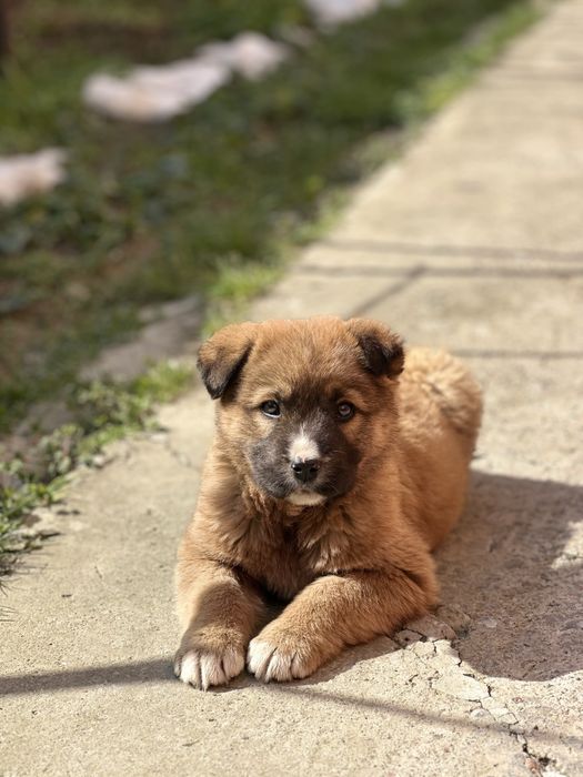 Щенок в добрые руки