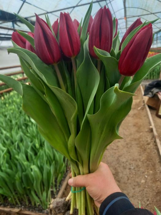 Тюльпаны предзаказ