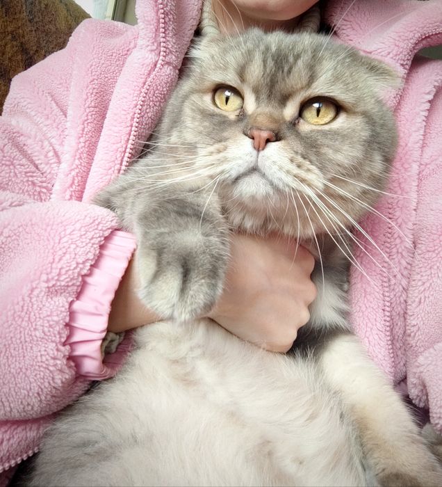 Шотландец ищет дом !