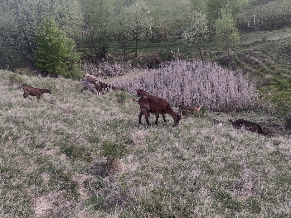 Vând capra cu iezi  alpin sau alta rasa pretu diferă