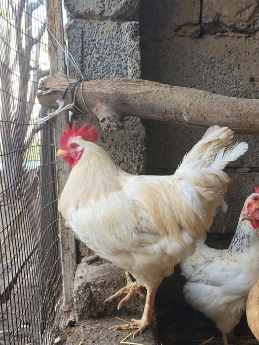 Қораз сатылады.