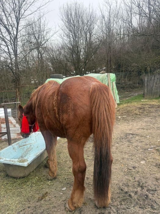 Vând cal. 0721zerozero1308