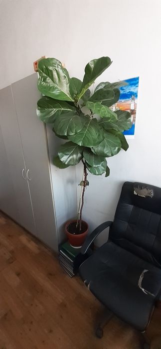 Бенджамин; Фикус (Ficus elastica); Фикус "Лирата