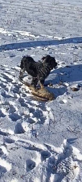 Продам щенка спаниеля