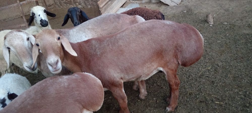 Арашан авгон гибрид совлик, куй