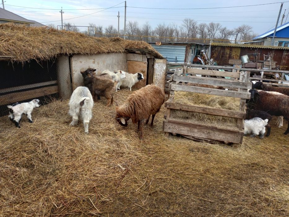 Қой ешкі қошақандар, лақтар