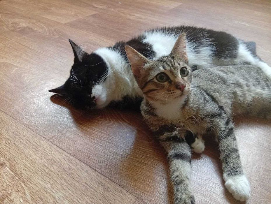 Котенок Мальчик 4 месяца