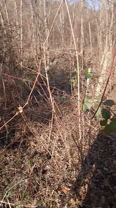 Продава се Парцел в с. Паволче, Област Враца - 526 кв.м за 3 €/кв.м - Снимка #4