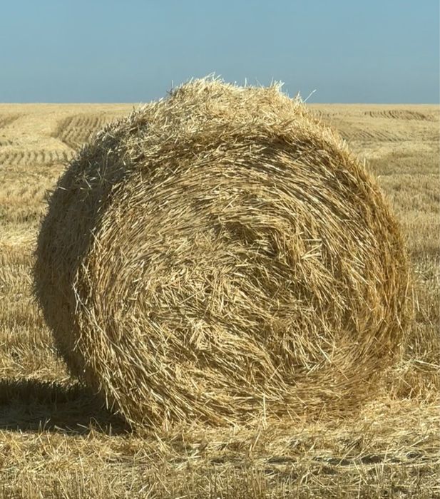 Салома ячмень в продаже