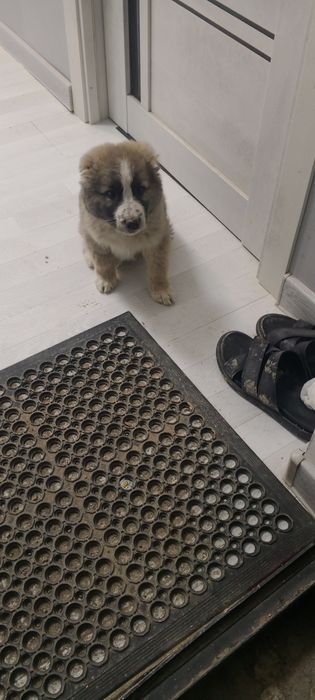 Alabay kavkaz 45kunlik