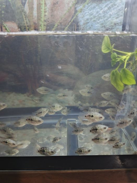 Аквариумные рыбки