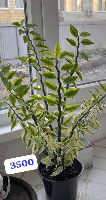 Продам щучий хвост