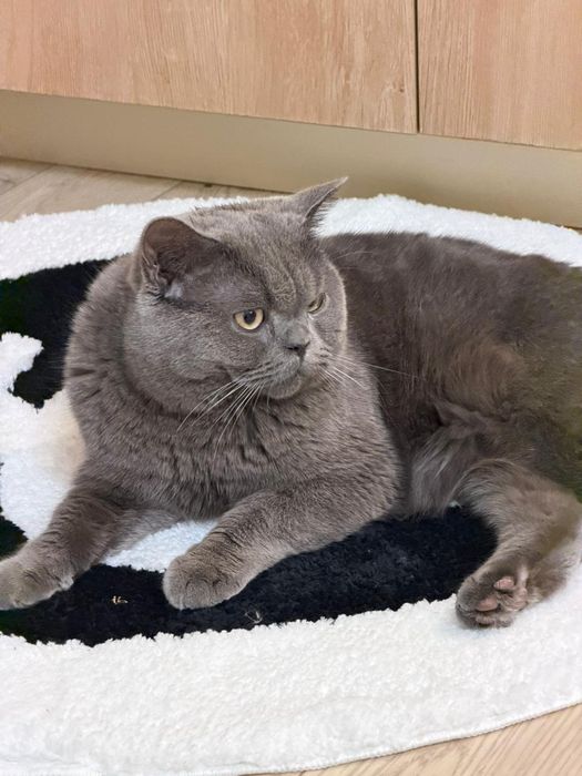 Британец котик 1 годик